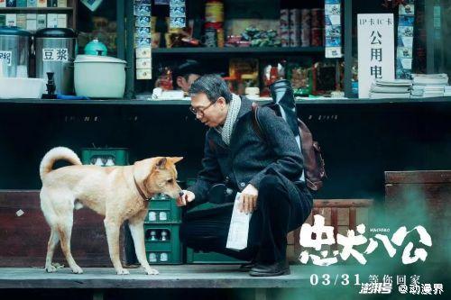 娱乐吃瓜酱忠犬琪哥,娱乐吃瓜酱的忠实守护者